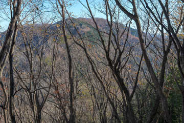 Obraz premium 妻坂峠から大持山への登山道から見た武川岳