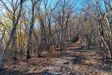 妻坂峠から大持山への登山道