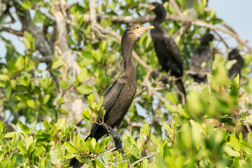 cormoran