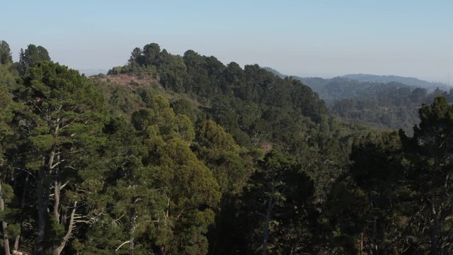 Rising over Large Eucalyptus trees in Berkeley hills aerial  Northern California