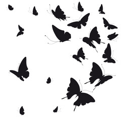 black butterfly, isolated on a white