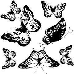 black butterfly, isolated on a white