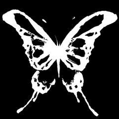 white butterfly, isolated on a black