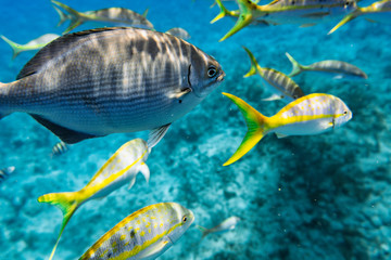 Obraz na płótnie Canvas Group of fish underwater. Selective focus