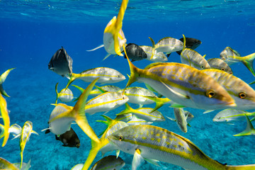 Fototapeta na wymiar Colorful Yellowtail Snappers fish school underwater. Selective focus