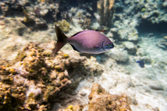 Caribbean fish underwater