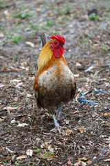 a large colorful rooster