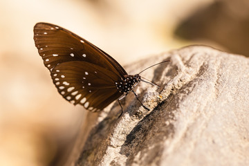 Fototapeta na wymiar Crow eggfly butterfly
