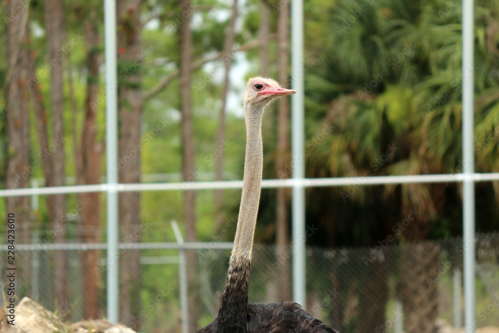 Wall mural a Large Ostrich