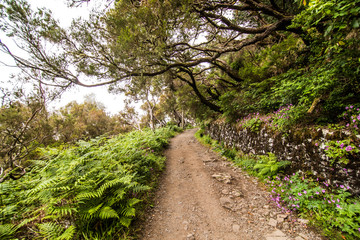 Fototapeta na wymiar 25 Fontes or 25 Springs Levada hiking traill, Rabacal, Madeira, Portugal