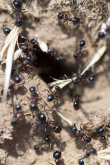Black ants on the ground