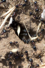 Black ants on the ground