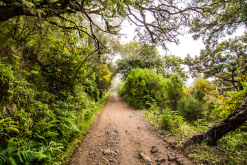 25 Fontes Levada hiking traill, Rabacal, Madeira, Portugal