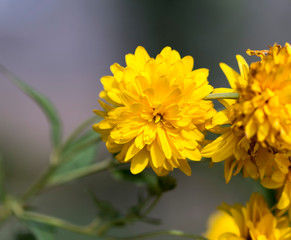 Yellow flowers grow along a fence picket in a traditional garden
