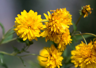 Yellow flowers grow along a fence picket in a traditional garden