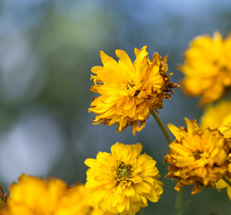 Yellow flowers grow along a fence picket in a traditional garden
