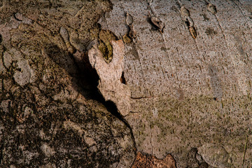 古木の木肌