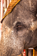 Close-up of elephant with caparison