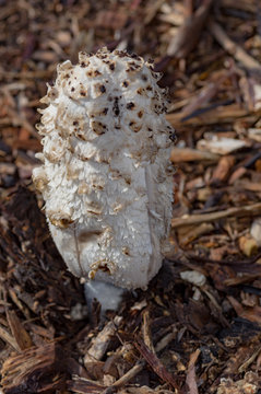 Shaggy Mane Mushroom Side vert