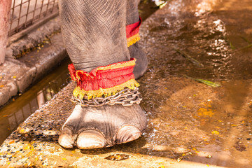 Chained circus elephant
