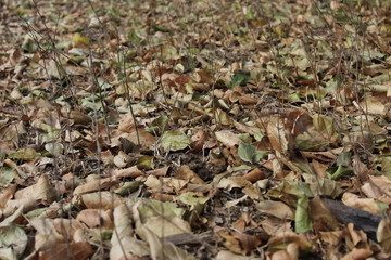 folhas secas