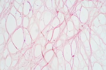 Areolar connective tissue under the microscope view. - obrazy, fototapety, plakaty