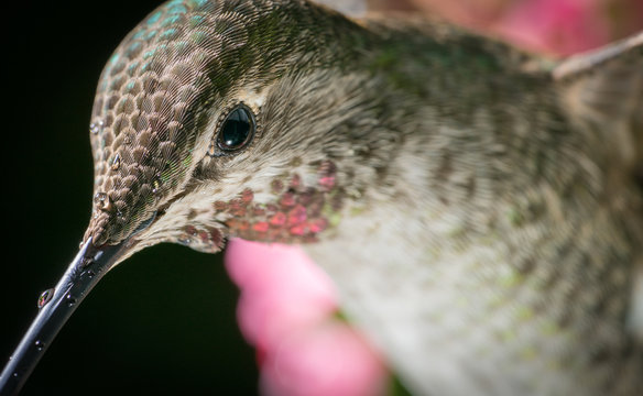 Hummingbird head shot