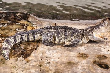 Big mouth caiman