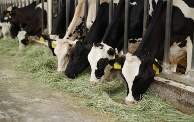 牧草を食べる牛舎の牛
