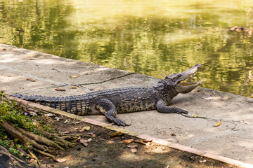 Zoo crocodile enclosure