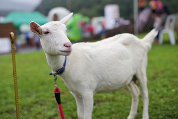 Fototapeta premium 牧場の子ヤギ