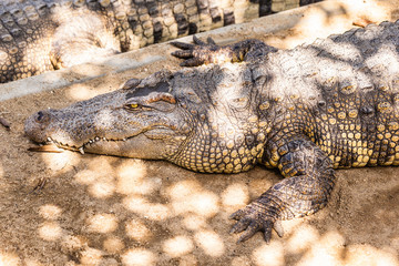 Big crocodile head closeup