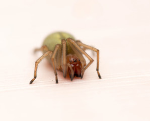 spider