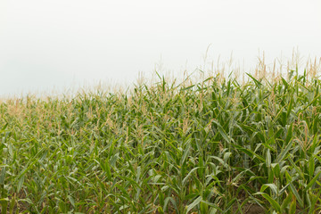 Fields of corn