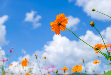 Bright orange flowers in the middle of the  clouds and blue sky.
