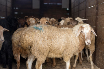 Obraz premium Sheep on a truck