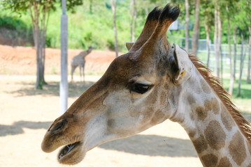 Giraffa is a mammal whose long neck is a cute animal.