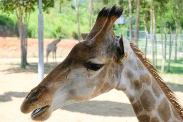 Giraffa is a mammal whose long neck is a cute animal.