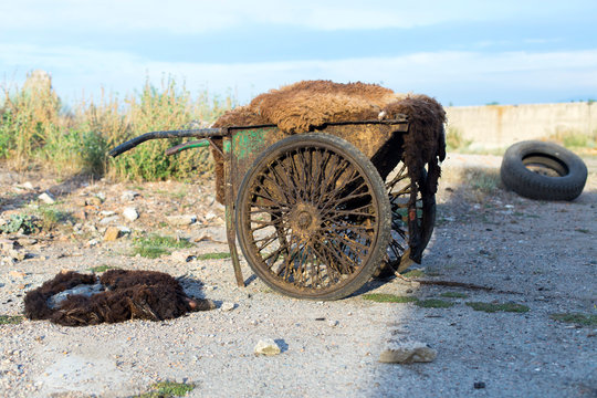 Old two-wheeled transport for waste transport in the slaughterhouse