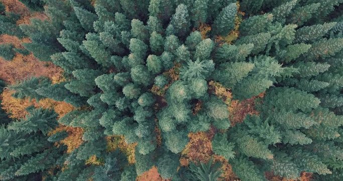 A bird's eye view flying over beautiful autumn trees.