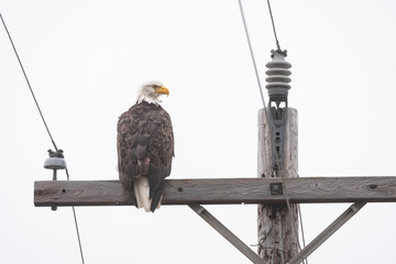 Obraz premium Bald eagle sitting on the crossbar of a wood utility pole 