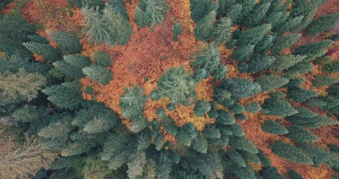 Bird's eye view flying over beautiful autumn trees.