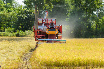 Obraz premium Combine harvester Working on rice field. Harvesting is the process of gathering a ripe crop