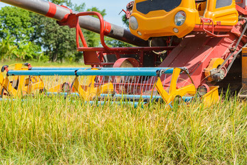 Combine harvester Working on rice field. Harvesting is the process of gathering a ripe crop