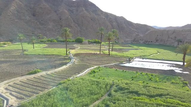 Rice fields among mountains and palm trees.A beautiful and quiet area.A region in the desert with plenty of water.