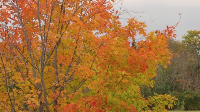 Colorful Autumn maple tree with clouds in background