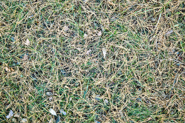 Background,  texture,  yellow pine needles on green grass, 