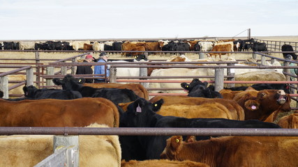 Sorting cows