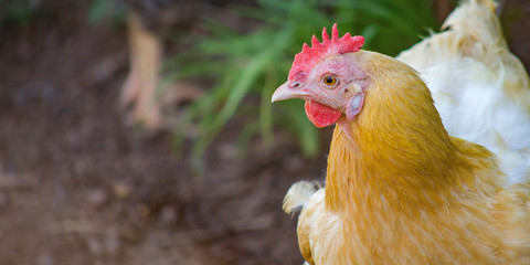 Close up of hen with brown and white feathers