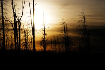 Mystery landscape of a dark tree silhouette